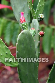 cactus, red flowers, flower, red, color, colorful, plant, allerton garden, kuai national botanical garden, kuai, hawaii, cacti, cactuses, flowers, colors, plants