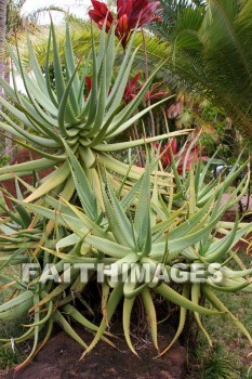 cactus, allerton garden, kuai national botanical garden, kuai, hawaii, cacti, cactuses