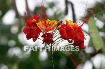 dwarf poinciana, red flowers, flower, red, color, colorful, plant, allerton garden, kuai national botanical garden, kuai, hawaii, flowers, colors, plants