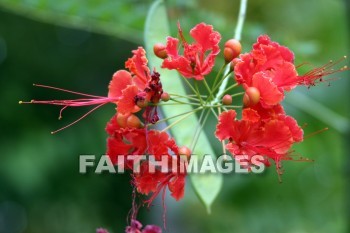 dwarf poinciana, red flowers, flower, red, color, colorful, plant, allerton garden, kuai national botanical garden, kuai, hawaii, flowers, colors, plants