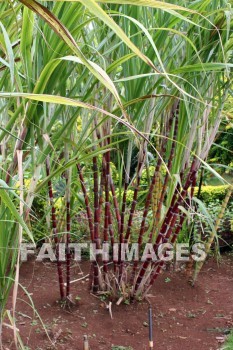 sugar cane, allerton garden, kuai national botanical garden, kuai, hawaii, sugar canes