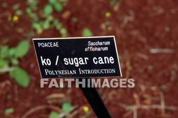 sign, sugar cane, allerton garden, kuai national botanical garden, kuai, hawaii, signs, sugar canes
