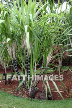 sugar cane, allerton garden, kuai national botanical garden, kuai, hawaii, sugar canes