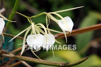 white flowers, white, flower, color, colorful, plant, allerton garden, kuai national botanical garden, kuai, hawaii, whites, flowers, colors, plants
