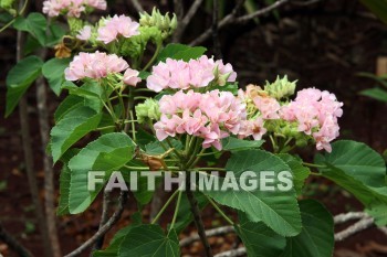 pink flowers, pink, flower, color, colorful, plant, allerton garden, kuai national botanical garden, kuai, hawaii, pinks, flowers, colors, plants