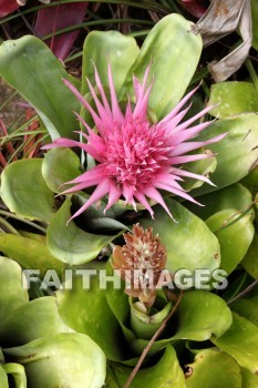 pink flower, pink, flower, color, colorful, plant, allerton garden, kuai national botanical garden, kuai, hawaii, pinks, flowers, colors, plants