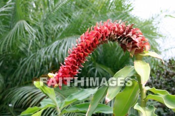 costus, spiral flag, red flowers, red, flower, color, colorful, plant, allerton garden, kuai national botanical garden, kuai, hawaii, flowers, colors, plants