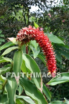 costus, spiral flag, red flowers, red, flower, color, colorful, plant, allerton garden, kuai national botanical garden, kuai, hawaii, flowers, colors, plants