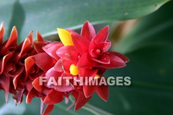 costus, spiral flag, red flowers, red, flower, color, colorful, plant, allerton garden, kuai national botanical garden, kuai, hawaii, flowers, colors, plants