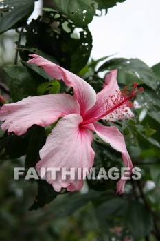hibiscus, pink flower, pink, flower, color, colorful, plant, allerton garden, kuai national botanical garden, kuai, hawaii, pinks, flowers, colors, plants