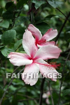 hibiscus, pink flower, pink, flower, color, colorful, plant, allerton garden, kuai national botanical garden, kuai, hawaii, pinks, flowers, colors, plants