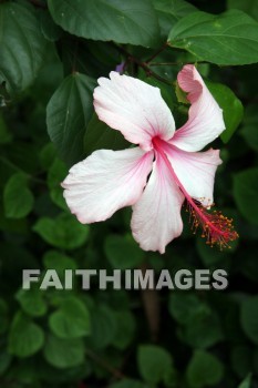 hibiscus, pink flower, pink, flower, color, colorful, plant, allerton garden, kuai national botanical garden, kuai, hawaii, pinks, flowers, colors, plants