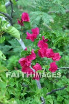 red flowers, red, flower, color, colorful, plant, Opaekaa Falls, kuai, hawaii, flowers, colors, plants