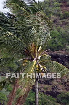 coconut, coconut tree, Opaekaa Falls, kuai, hawaii, coconuts