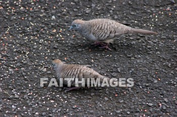 bird, Opaekaa Falls, kuai, hawaii, birds