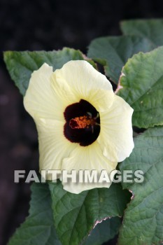 white flowers, flower, white, color, colorful, plant, Opaekaa Falls, kuai, hawaii, flowers, whites, colors, plants