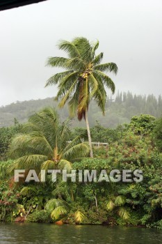 coconut tree, coconut, Wailua River, kuai, hawaii, coconuts