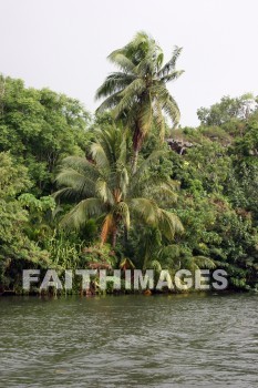 coconut tree, coconut, Wailua River, kuai, hawaii, coconuts