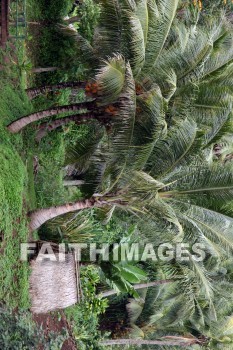 grass hut, palm trees, palm, tree, Wailua River, kuai, hawaii, palms, trees