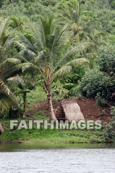 grass hut, palm trees, palm, tree, Wailua River, kuai, hawaii, palms, trees