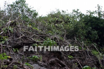 root, tree, tree roots, near Fern Grotto, kuai, hawaii, roots, trees