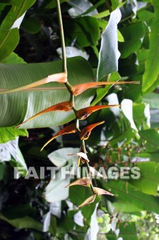 heliconia, flower, Fern Grotto, kuai, hawaii, flowers