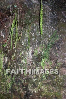 fern, Fern Grotto, kuai, hawaii, ferns