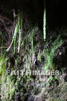 fern, Fern Grotto, kuai, hawaii, ferns