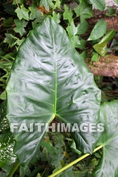 giant leaf, leaf, Fern Grotto, kuai, hawaii, leaves