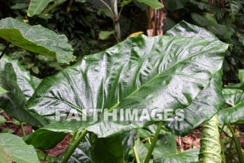 giant leaf, leaf, Fern Grotto, kuai, hawaii, leaves