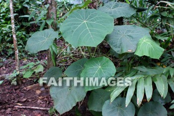 giant leaves, leaf, Fern Grotto, kuai, hawaii, leaves