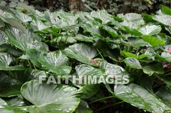 giant leaves, leaf, Fern Grotto, kuai, hawaii, leaves