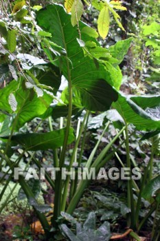 giant leaves, leaf, Fern Grotto, kuai, hawaii, leaves