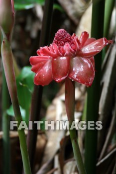 red flower, red, flower, color, colorful, plant, Fern Grotto, kuai, hawaii, flowers, colors, plants