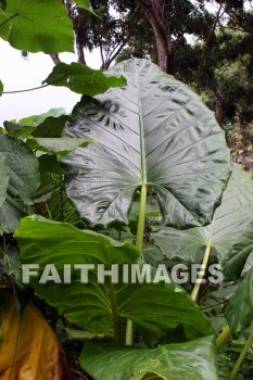 giant leaf, leaf, Fern Grotto, kuai, hawaii, leaves