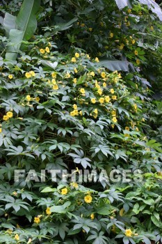 yellow flowers, yellow, flower, color, colorful, plant, Fern Grotto, kuai, hawaii, yellows, flowers, colors, plants