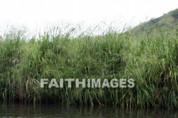 grass, Wailua River, Fern Grotto, kuai, hawaii, grasses