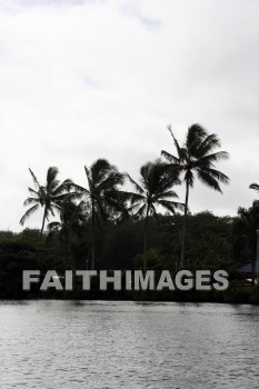 coconut, coconut palms, coconut palm trees, tree, Wailua River, kuai, hawaii, coconuts, trees