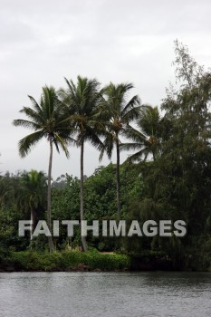 coconut, coconut palms, coconut palm trees, tree, Wailua River, kuai, hawaii, coconuts, trees