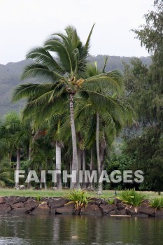 coconut, coconut palms, coconut palm trees, tree, Wailua River, kuai, hawaii, coconuts, trees