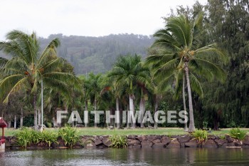 coconut, coconut palms, coconut palm trees, tree, Wailua River, kuai, hawaii, coconuts, trees