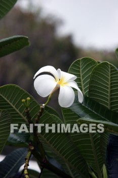 Plumeria trees, plumeria, white flowers, white, flower, Wailua River, kuai, hawaii, color, colorful, plant, whites, flowers, colors, plants