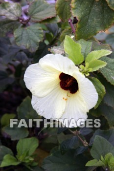 white flowers, white, flower, Wailua River, kuai, hawaii, color, colorful, plant, whites, flowers, colors, plants