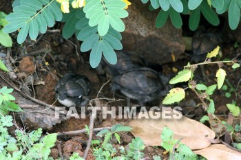 hen & chicks, kuai, hawaii