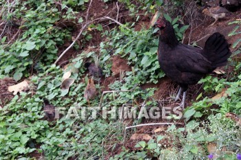 hen & chicks, kuai, hawaii