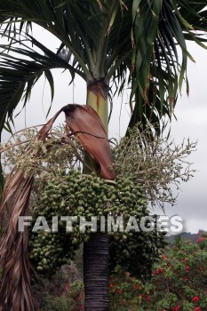 manilla palm tree, manilla, palm tree, fruit, food, palm, tree, kuai, hawaii, fruits, foods, palms, trees