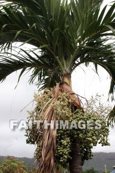 manilla palm tree, manilla, palm tree, fruit, food, palm, tree, kuai, hawaii, fruits, foods, palms, trees