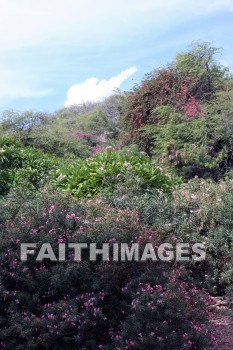 plumeria flowers, KoKo Crater Botanical Gardens, honolulu, O'ahu, hawaii