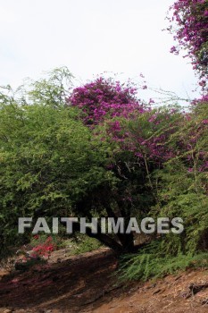 bougainvillea, red and pink flowers, red, pink, flower, KoKo Crater Botanical Gardens, honolulu, O'ahu, hawaii, pinks, flowers