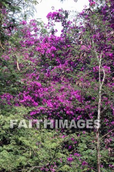 bougainvillea, red and pink flowers, red, pink, flower, KoKo Crater Botanical Gardens, honolulu, O'ahu, hawaii, pinks, flowers